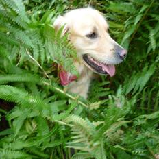 Golden retriever Pippi<3