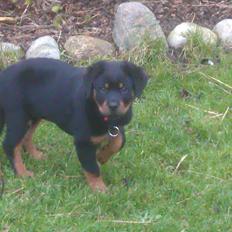 Rottweiler Von Barnewitz Georgia