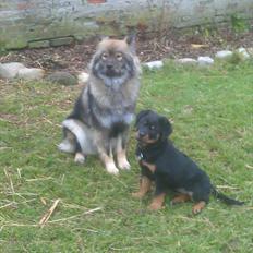 Rottweiler Von Barnewitz Georgia