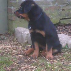 Rottweiler Von Barnewitz Georgia