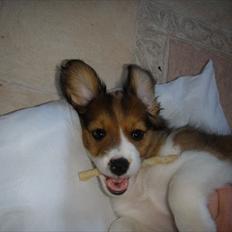 Kooikerhondje Vitovani's Carlita D'Belox | Cita |