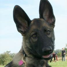 Schæferhund Abardi Hibbi