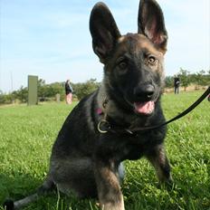 Schæferhund Abardi Hibbi