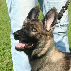 Schæferhund Abardi Hibbi