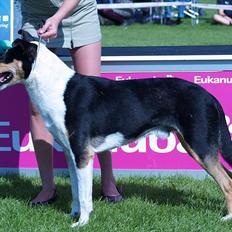 Collie korthåret King