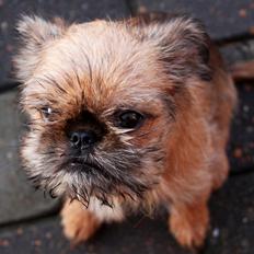 Griffon bruxellois Frida