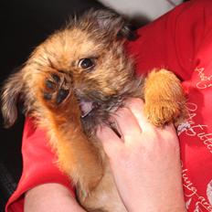 Griffon bruxellois Frida