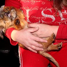 Griffon bruxellois Frida