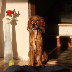 Cocker spaniel Tessa