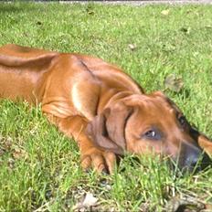 Rhodesian ridgeback Conrad (Bahara Bahara Kirabo)