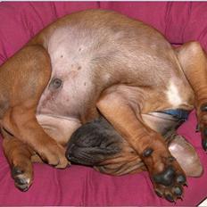 Rhodesian ridgeback Conrad (Bahara Bahara Kirabo)
