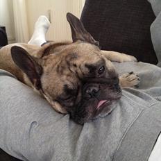 Fransk bulldog Casanova of french bully castle