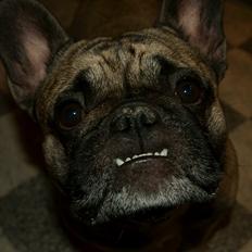 Fransk bulldog Casanova of french bully castle