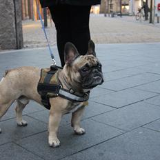 Fransk bulldog Casanova of french bully castle