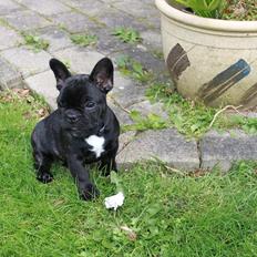 Fransk bulldog Terkel