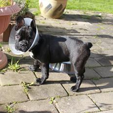 Fransk bulldog Terkel