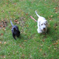 Fransk bulldog Terkel