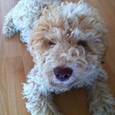 Lagotto romagnolo Nala
