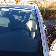 Lagotto romagnolo Nala