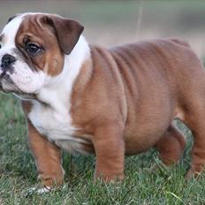Engelsk bulldog Bertha