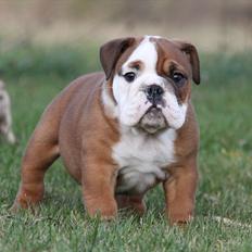 Engelsk bulldog Bertha