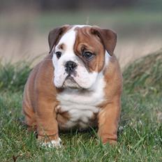 Engelsk bulldog Bertha