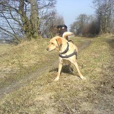 Blanding af racer Miss Molly