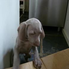 Weimaraner Jubii