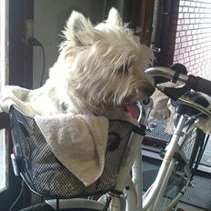 West highland white terrier Buller