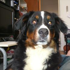 Berner sennenhund Maggi :'( R.I.P
