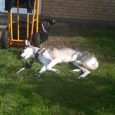 Siberian husky Apissorq Epiphany (Epi)