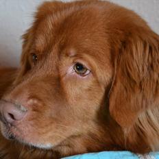 Nova scotia duck tolling retriever charlie