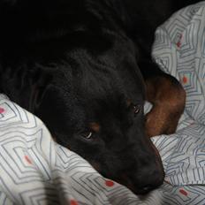 Rottweiler Tøsen [Tidl. Hund]