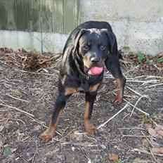 Rottweiler Tøsen [Tidl. Hund]