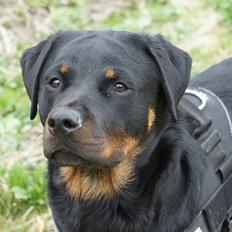 Rottweiler Tøsen [Tidl. Hund]