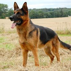 Schæferhund Thomsebo Quando