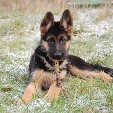 Schæferhund U-Two vom Götzberg