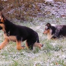 Schæferhund U-Two vom Götzberg