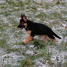 Schæferhund U-Two vom Götzberg