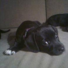 Blanding af racer Gaia