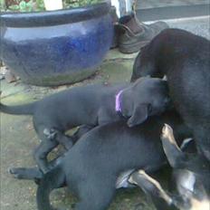 Blanding af racer Gaia