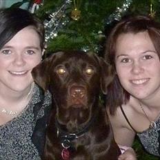 Labrador retriever KASJA * Solgt d.19 - 02 - 2012*