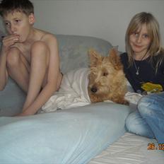 Skotsk terrier Ledagergård´s Gwen (Nancy)