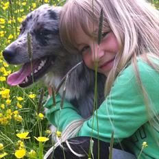 Australian shepherd Bella