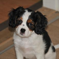 Cavalier king charles spaniel Zento