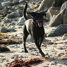 Blanding af racer Xargo