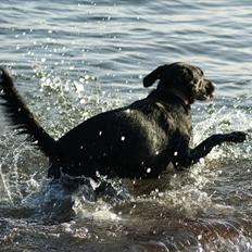 Blanding af racer Xargo