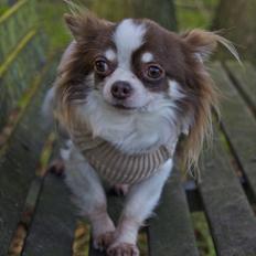 Chihuahua Zitta Von Udani