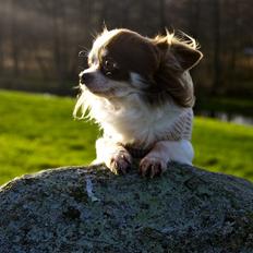 Chihuahua Zitta Von Udani