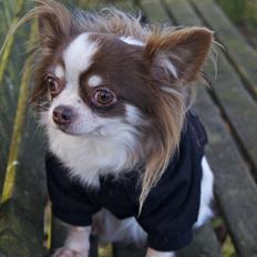 Chihuahua Zitta Von Udani